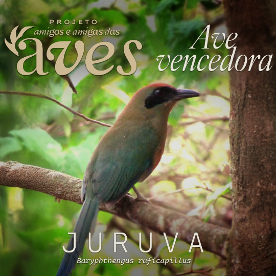 Projeto Amigos(as) das Aves: Ave Juruva é escolhida como símbolo da Mata Atlântica em MS