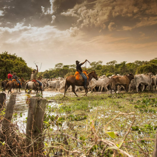 UEMS lidera cooperação internacional com a University of Birmingham em imersão acadêmica no Pantanal