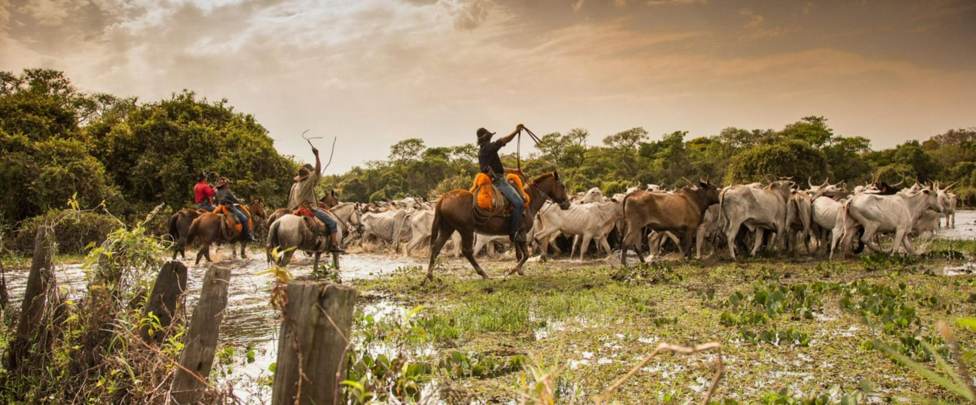 UEMS lidera cooperação internacional com a University of Birmingham em imersão acadêmica no Pantanal